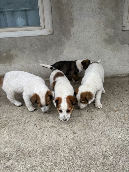 Ofertă adopție – 4 căței, 2 luni, GRATUIT