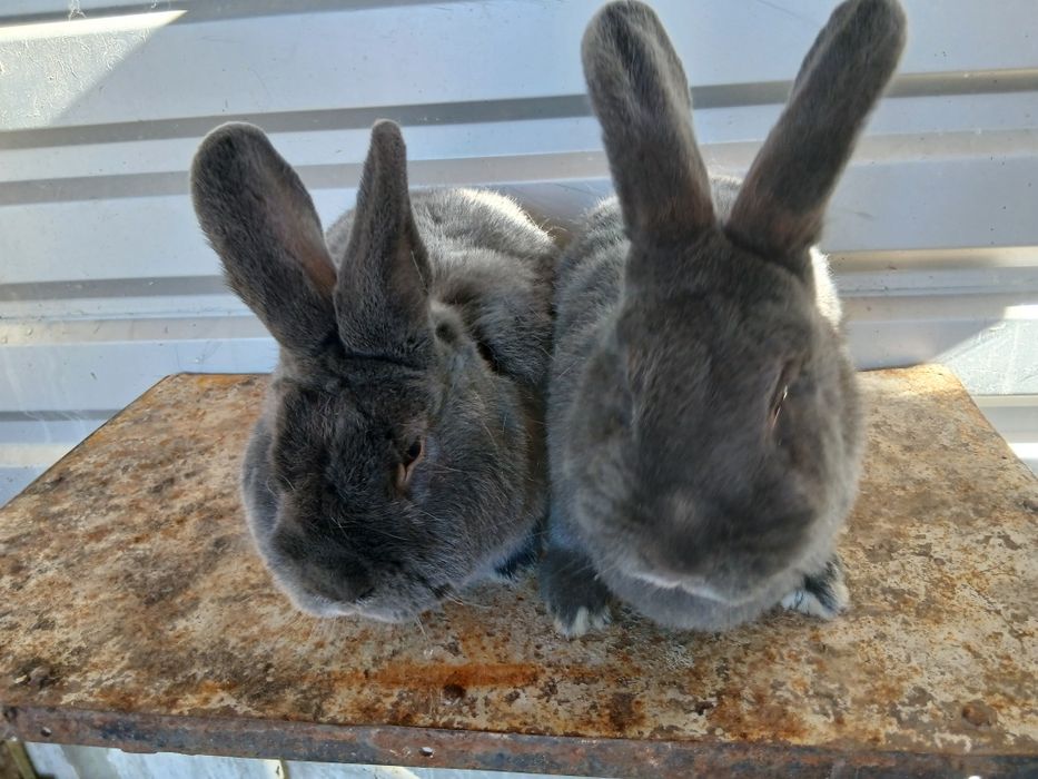 Vând iepuri uriaș de Transilvania