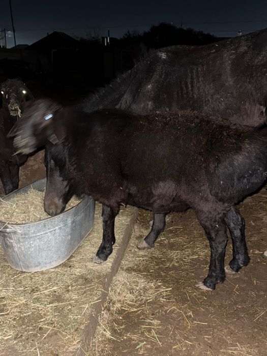 Семіз 2кошкар бар.