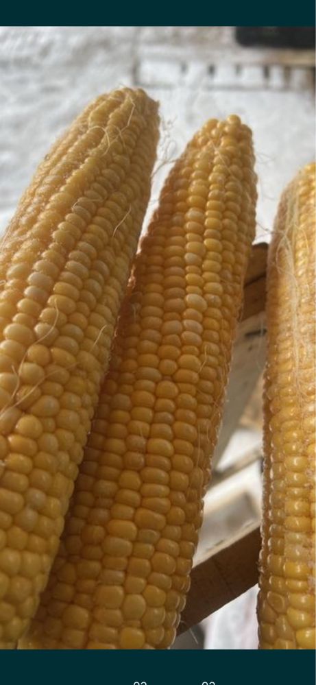 Продам свежую кукурузу по 330