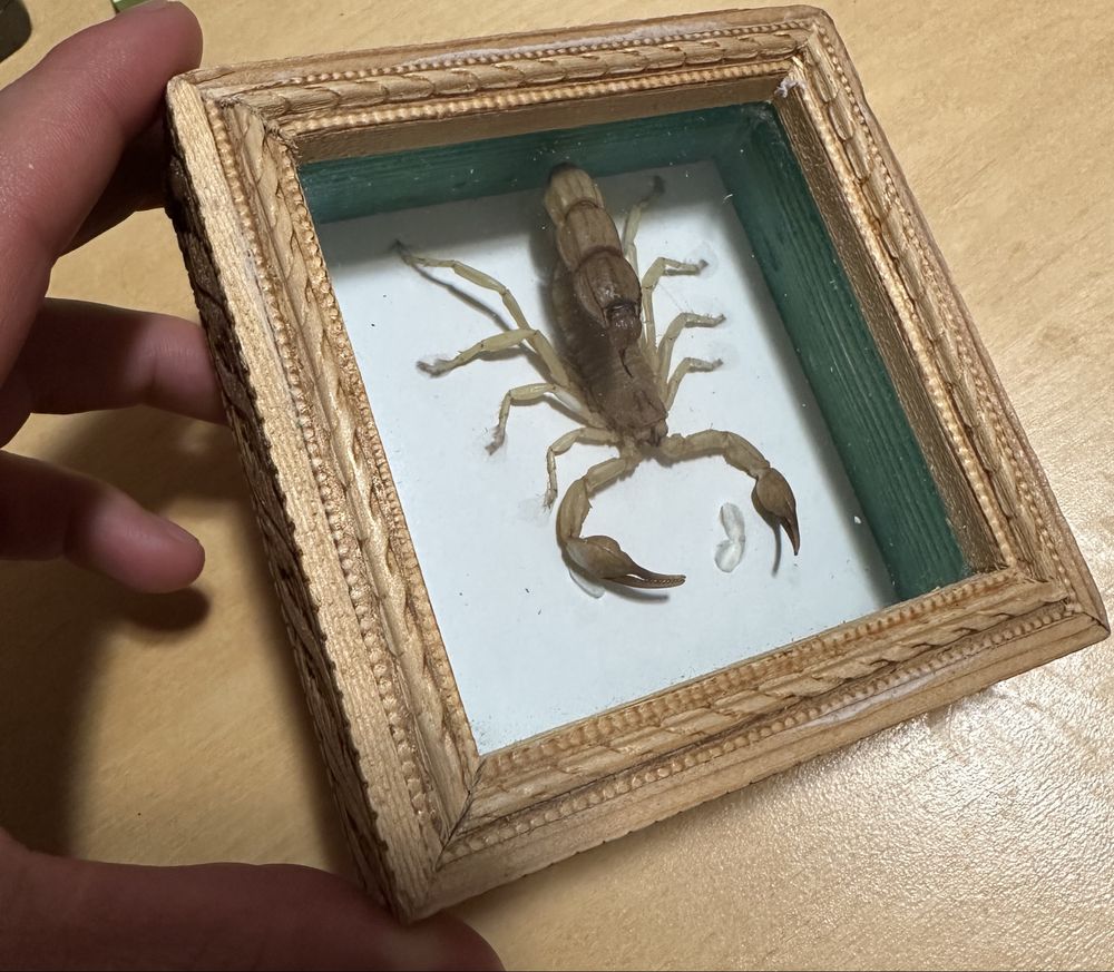 Scorpion (Tunisia) - decor