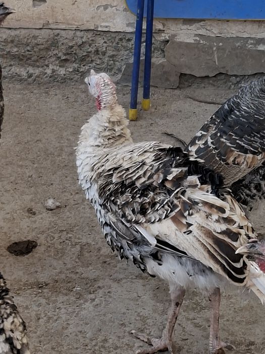 Induklar sotiladi narxi kelishiladi