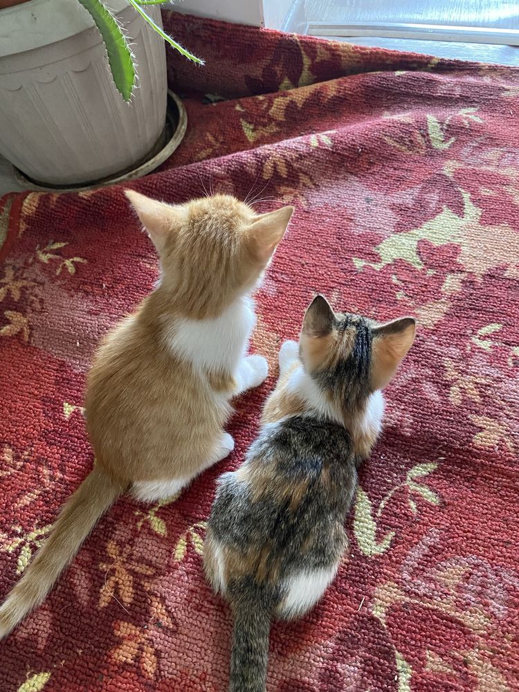 Отдам котят. Даром.