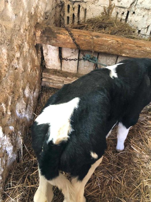 vand tauras negru de 3 saptamani 1250 lei