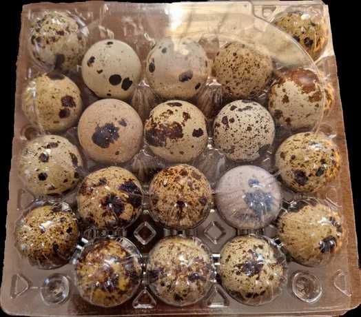 Перепелиные яйца