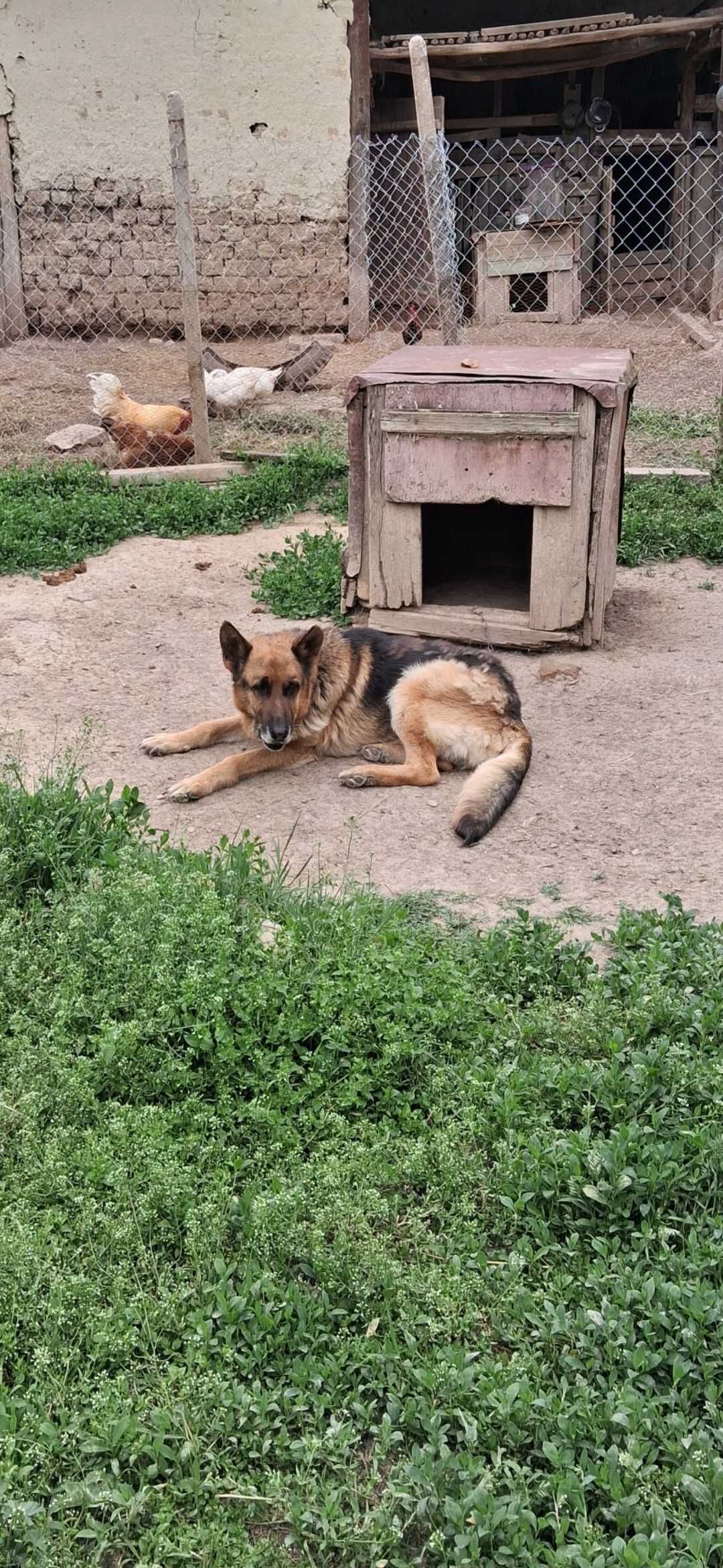 Кученца Немска овчарка