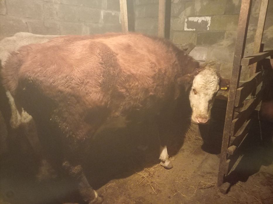 Семіз ақбас тұқымды сиыр сатылады жас. ~