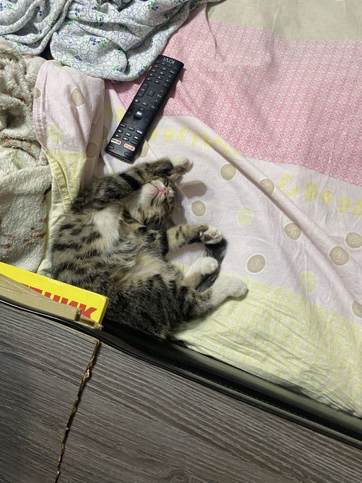 Котенок мальчик 2 месяца+-