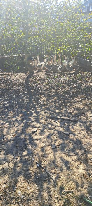 Gâște crescute cu cereale și iarbă verde