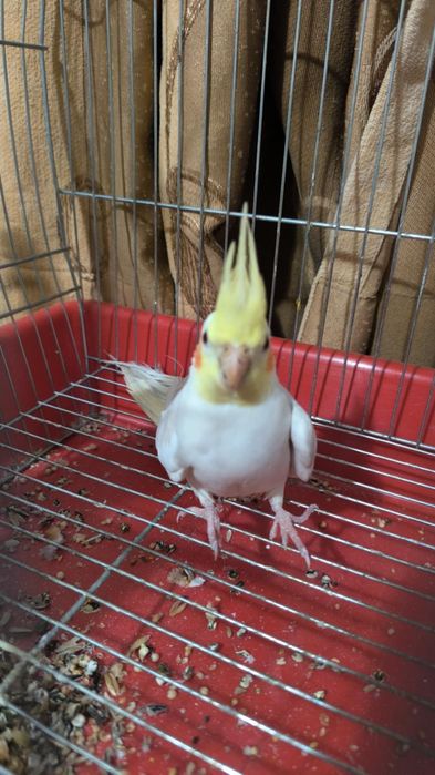 Папагали Корели с клетка