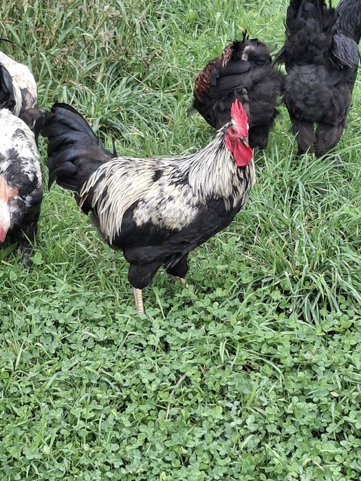 Cocosti tineri din 2025