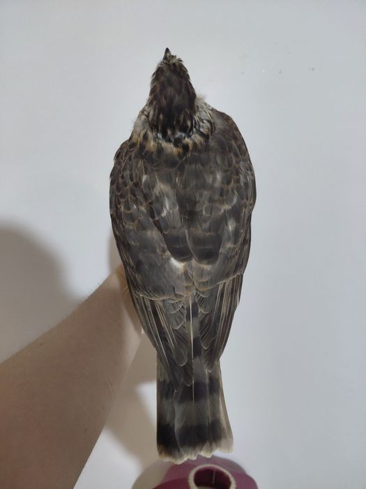 Uliu pasarar impaiat, taxidermie UP2