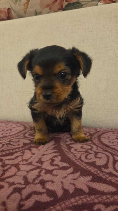 Caini Yorkie De Vânzare