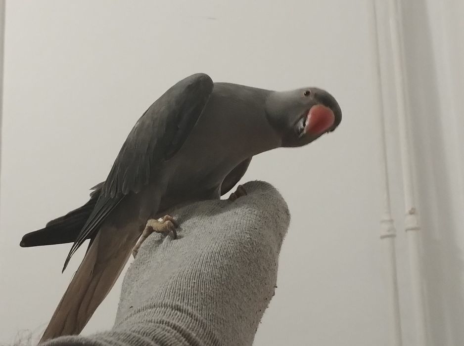 Papagalita micul alexandru