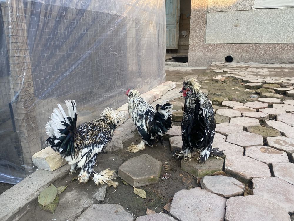 HAMMASINI 75000 DAN BERVORMAN BITTA JOYGA (barter, obmen bor makionga
