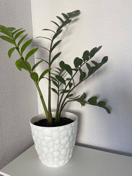 Продам цветок замиокулькас