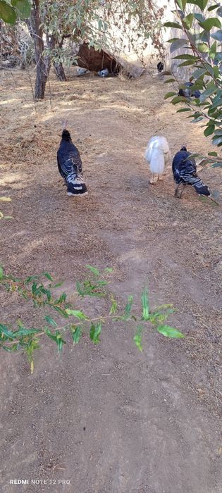 Kurka sotiladi indyuk