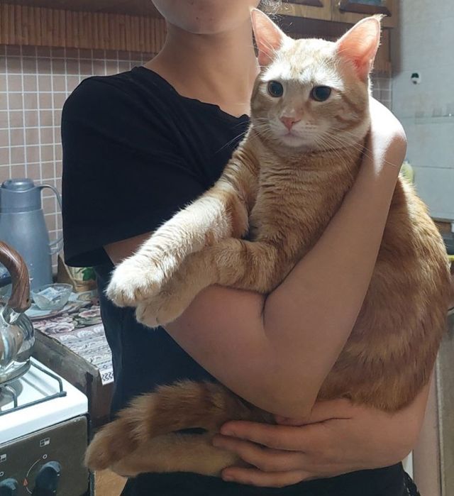 Отдам в Хорошие руки кот мальчик