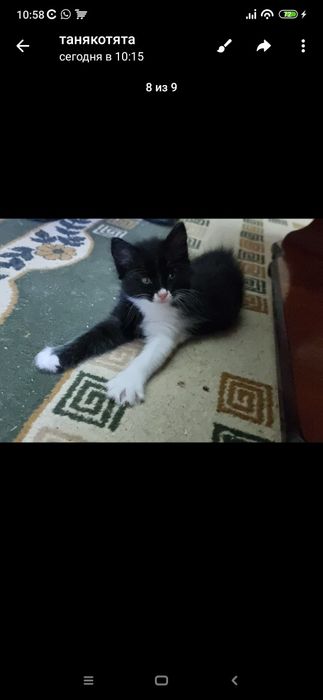 котик мальчик и кошечка девочка