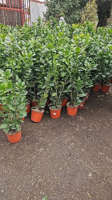 Leylandi cupressus, Livrare gratuita oriunde în Țară