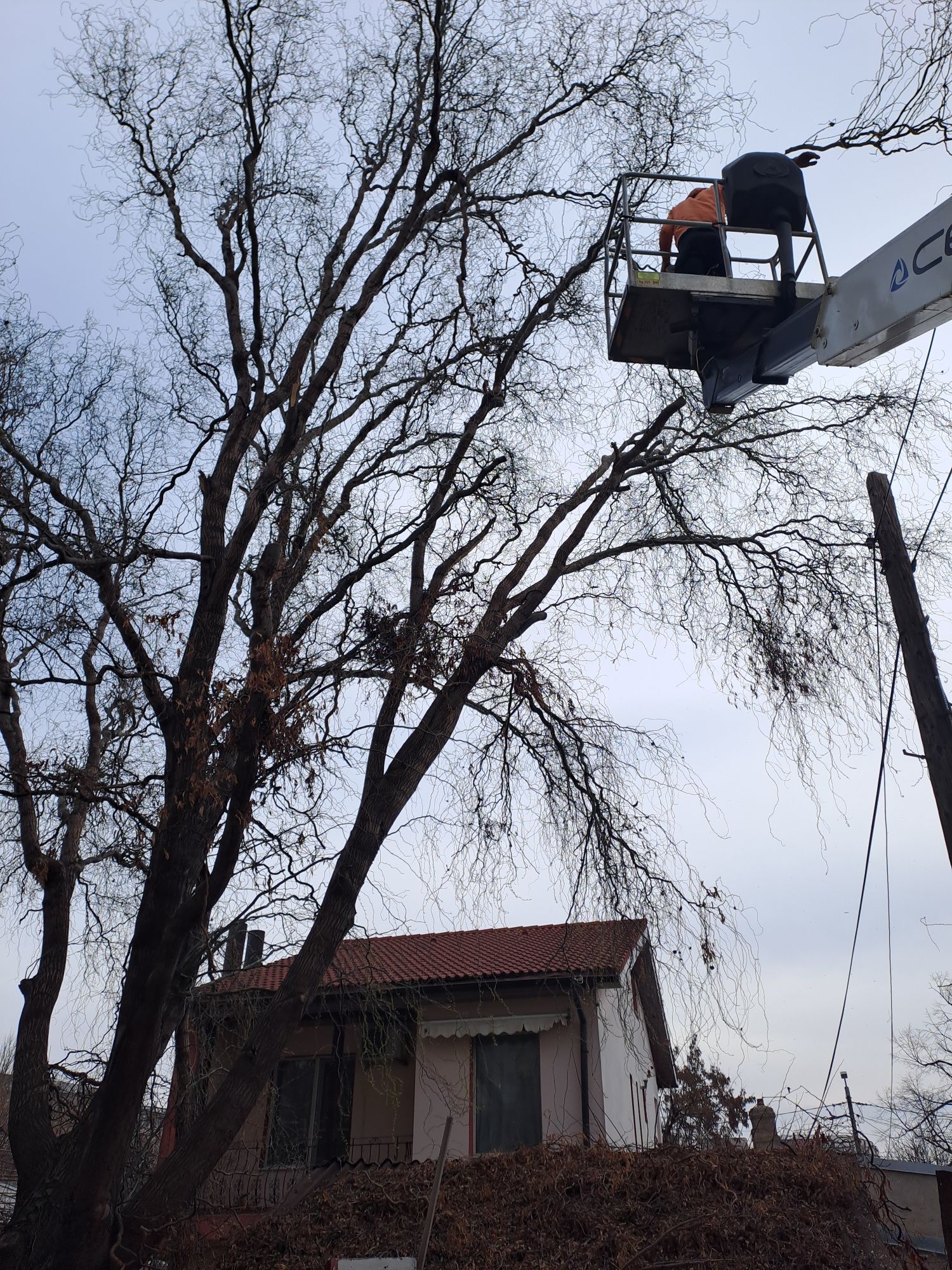 Taiere/Cosmetizare/Fasonare Arbori Periculoși Ieftin.