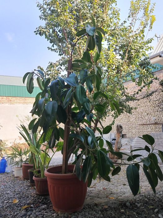 Ficus guli 1. 70 metr