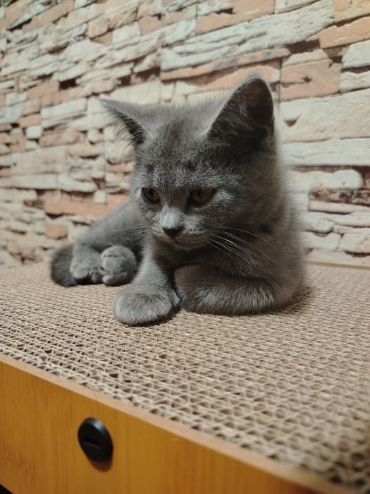 Zotdor mushukchalar.