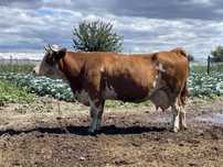 Vaca de vanzare baltata romaneasca