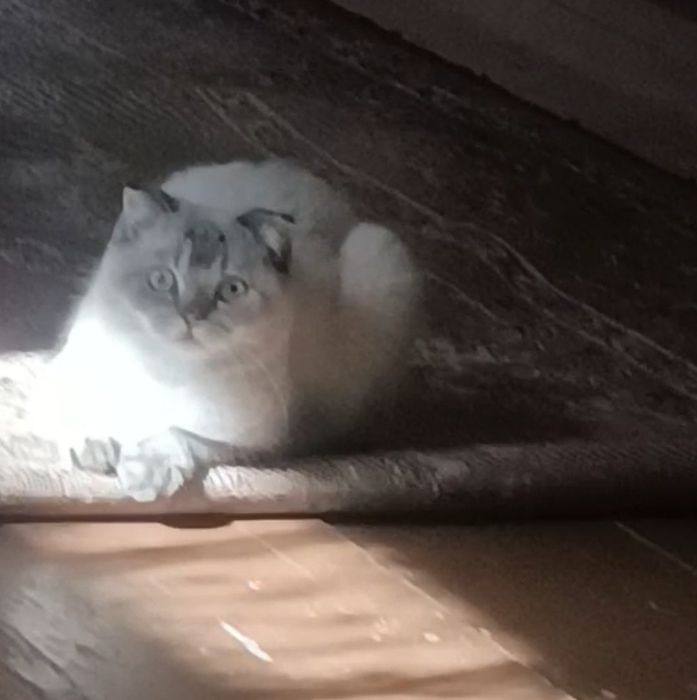 Mushug scottish fold кот