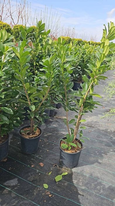 Plante ornamentale la prețuri de producător :
- tuia smaragd ( 1,2m -