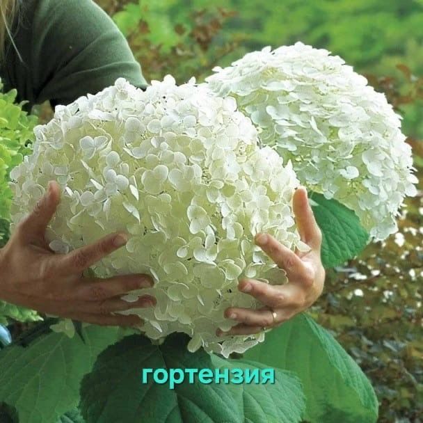 Цветы, Сад, Огород Растения