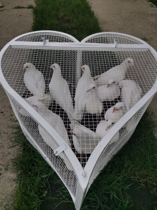 Porumbei voiajori albi pt nunta (evenimente speciale)