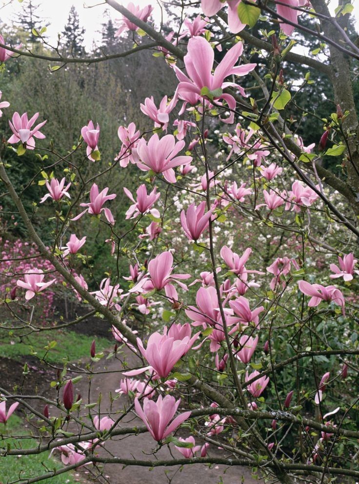 Magnolia Rustica Ruba -Roz închis
