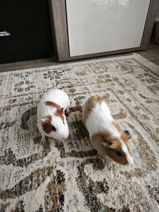 Donez porcușori de guineea