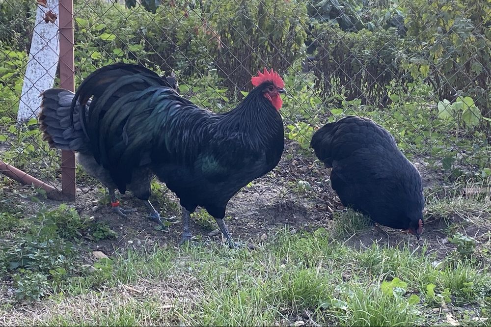 Oua incubat australorp negru si albastru