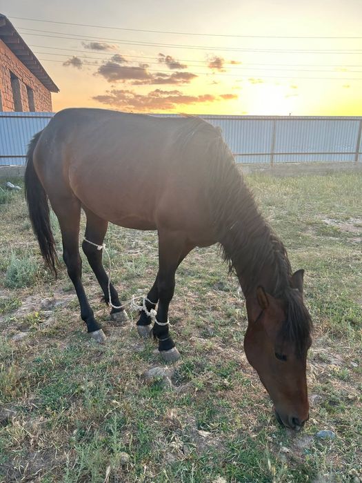 Байтал сатылады баянторы