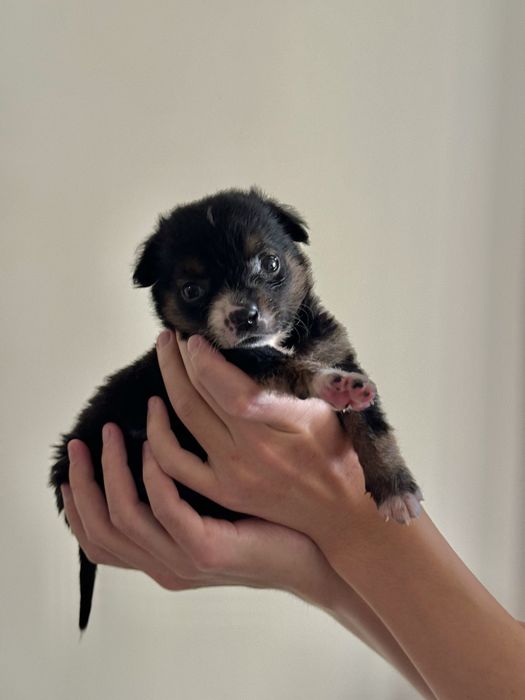 Отдаём в хорошие руки щенка, 1 месяц