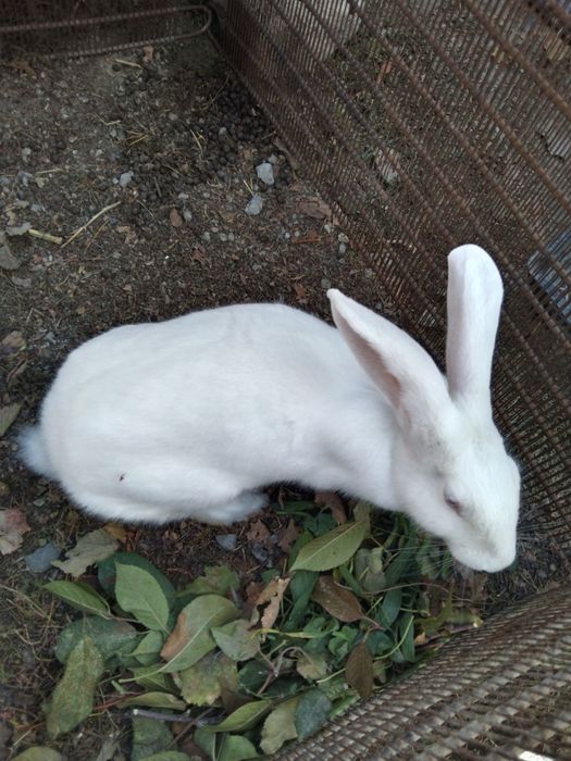 Quyon sotiladi 4.5 kilogram