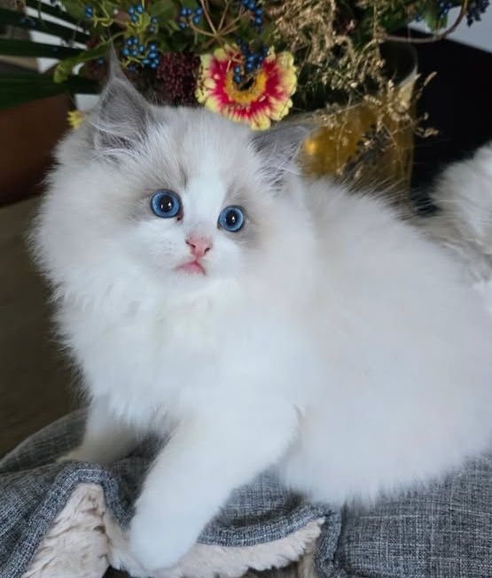 Привезные регдоллы !!