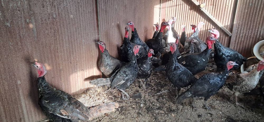 Продавам Пуйки -Пуяци.