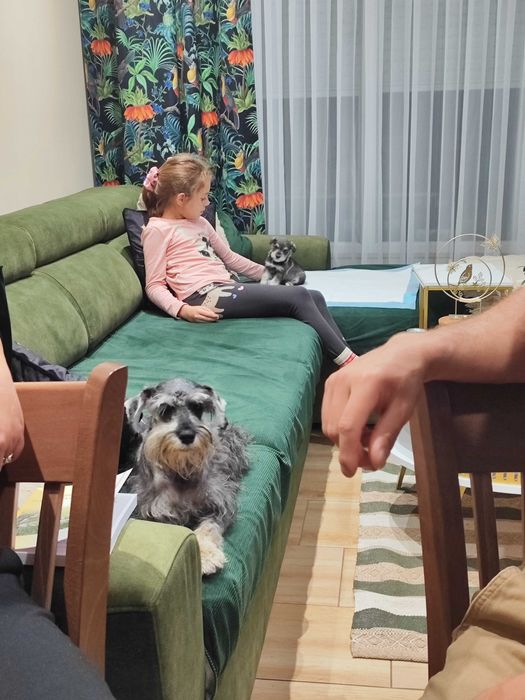 Мини шнауцер (цвергшнауцер)