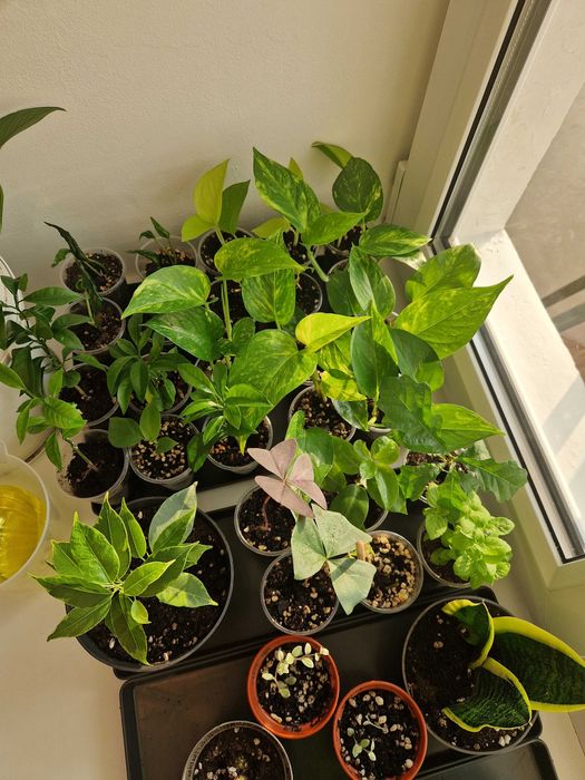 Сциндапусы по 500 тг разные