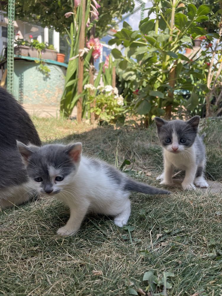 Две малки котета