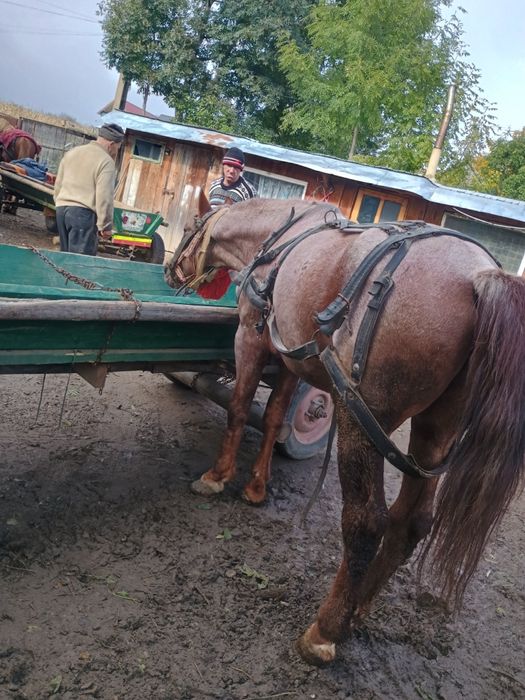 Vând, harmasar in vârsta de 7 ani,probe unde dorește clientul
