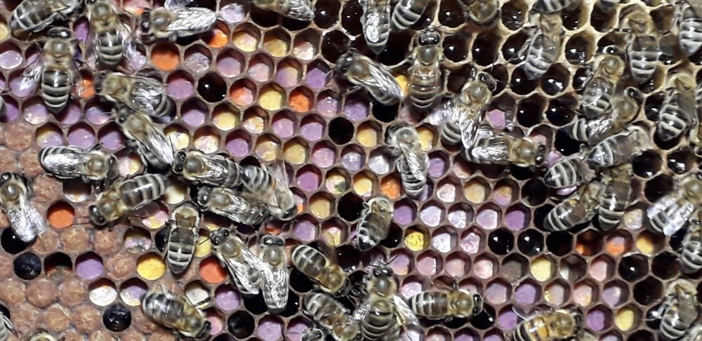 Пчелен мед букет,прополис(клей) и прашец Реколта 2024 г.