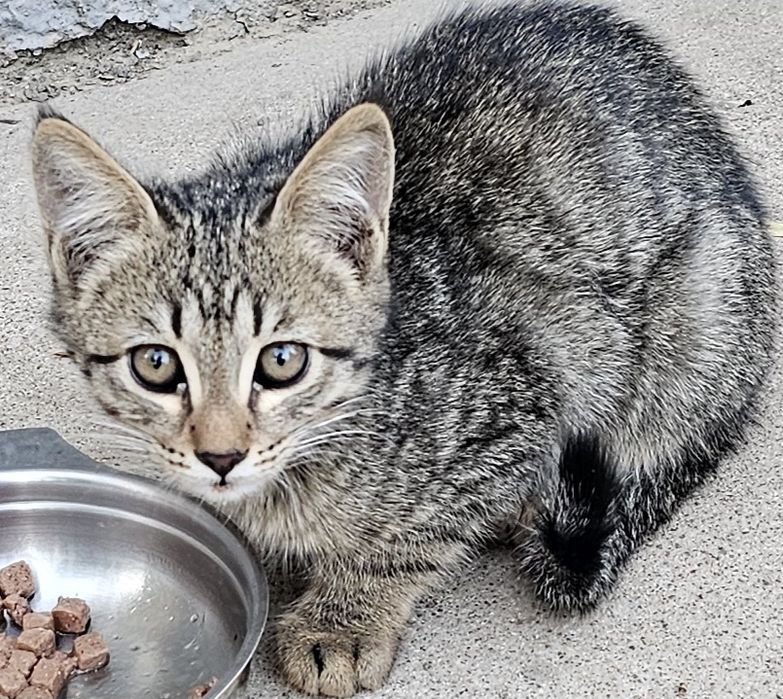 Котята бесплатно