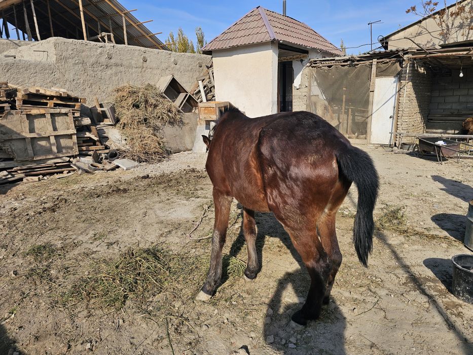 Той сотилади келишамиз