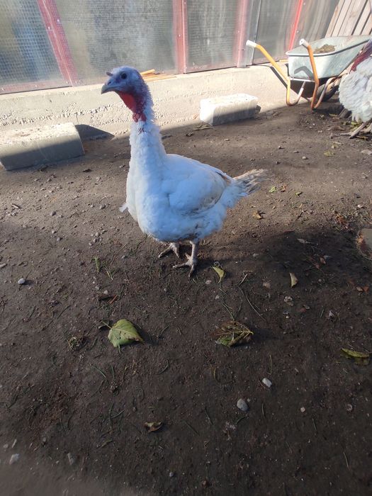 Curcani și curci albe.