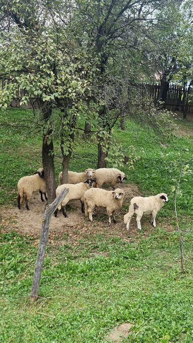 Vând miei din primăvară