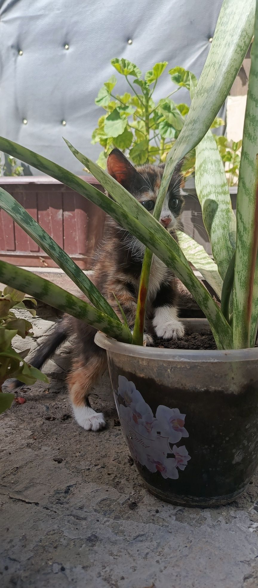 Подарю котёнка ,девочка